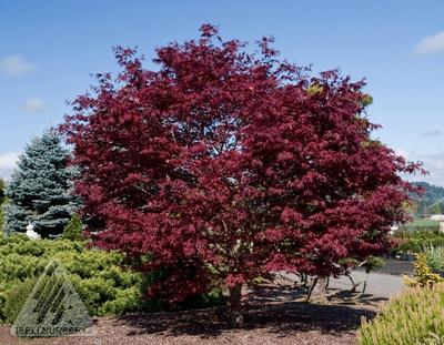 Acer palmatum 'Fireglow'  NEW