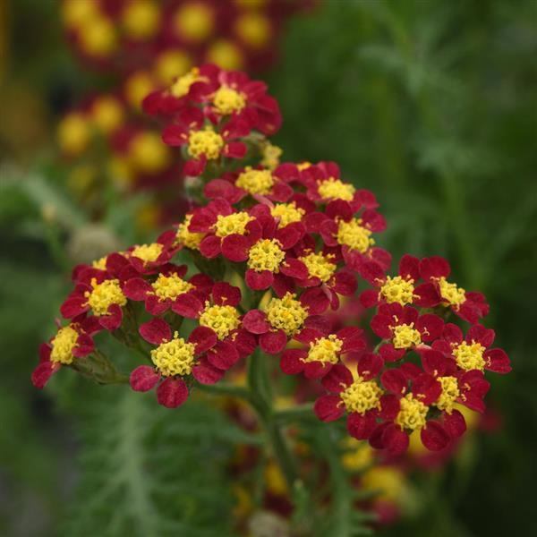 Achillea millefolium 'Milly Rock Red'  NEW