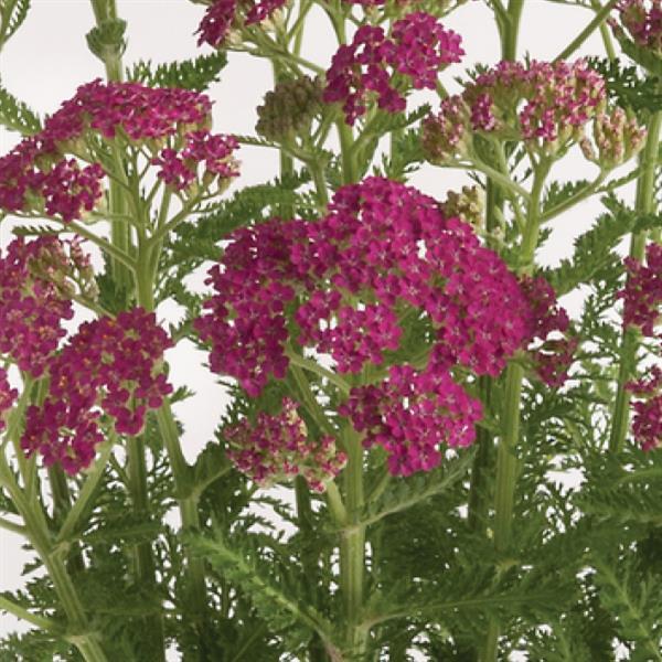 Achillea millefolium 'Milly Rock Rose'  NEW