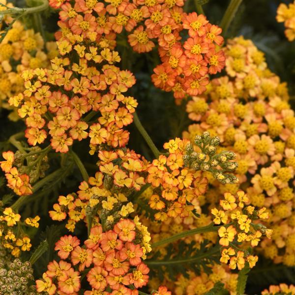 Achillea millefolium 'Milly Rock Yellow Terrecotta'  NEW