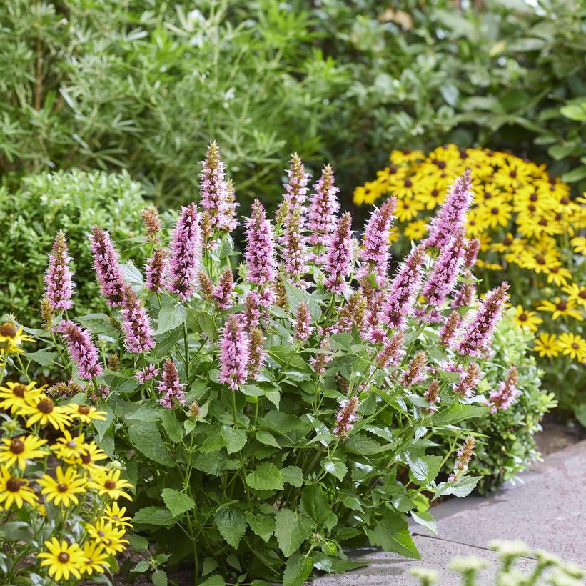 Agastache  x 'Beelicious Pink'   NEW