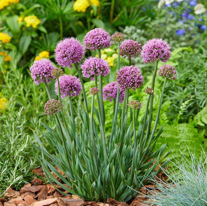 Allium x 'Little Sapphire'   NEW