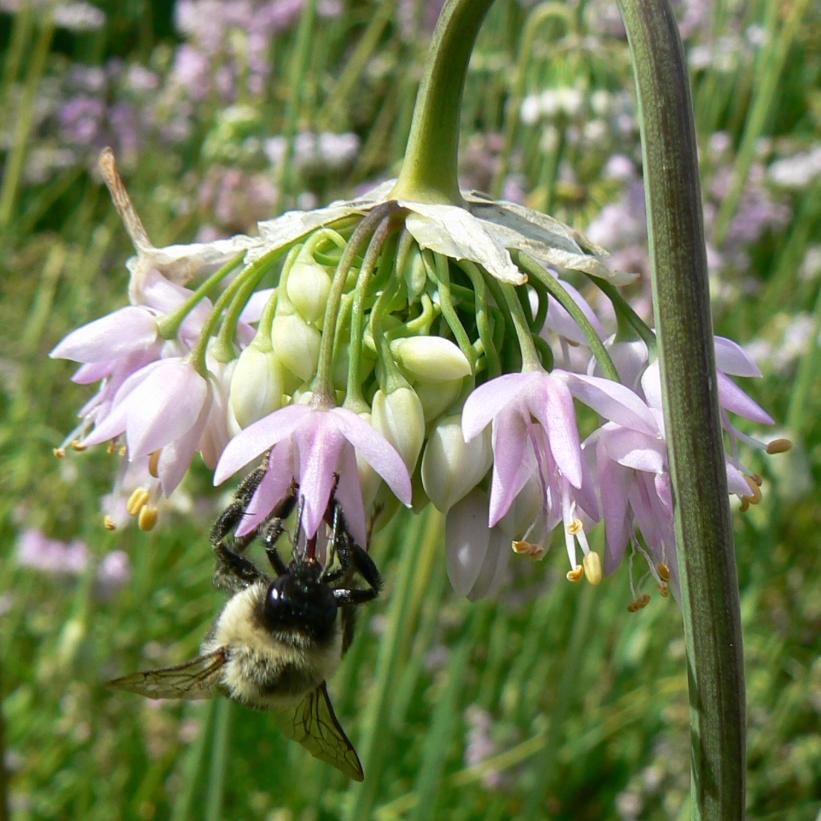 Allium cernuum  NEW