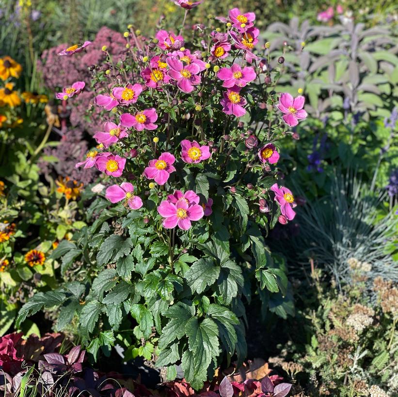 Anemone hybrida 'Dawn Breaker'  NEW