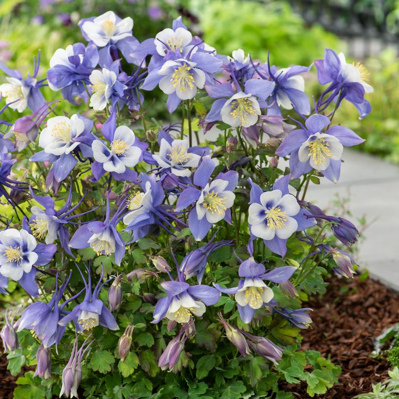 Aquilegia x Earlybird 'Blue and White' NEW