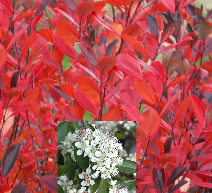 Aronia arbutifolia 'Brilliantissima'  NEW