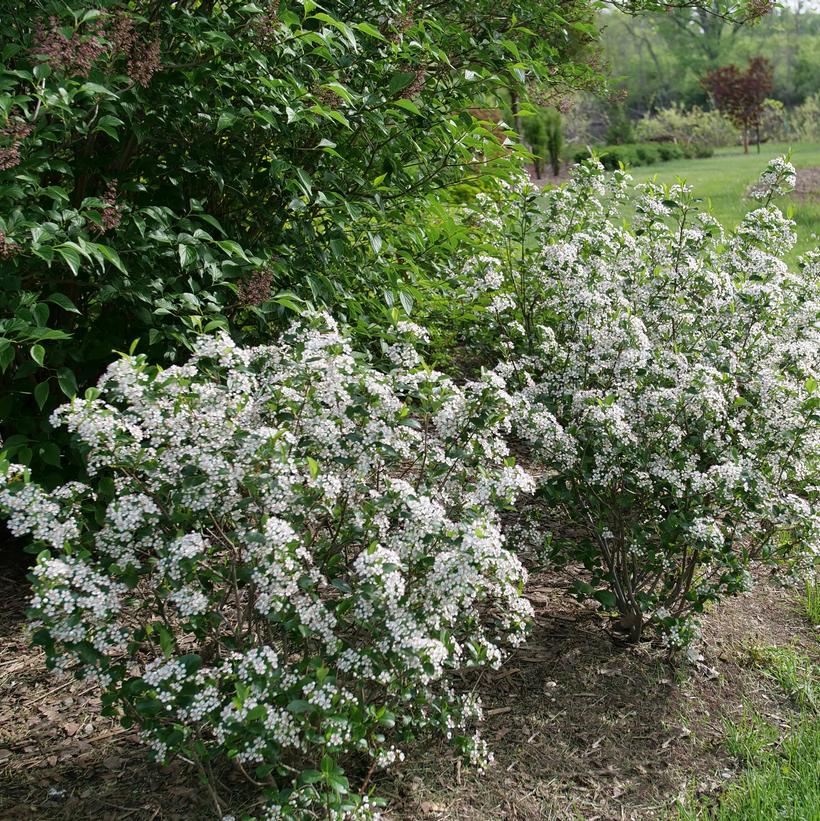 Aronia 'Low Scape Snowfire'  NEW