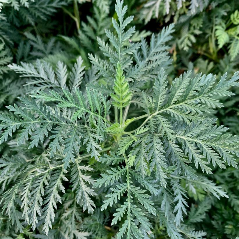 Artemisia Sunfern 'Olympia'   NEW