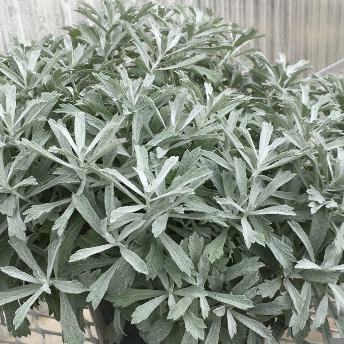 Artemisia ludoviciana 'Garden Ghost'  NEW