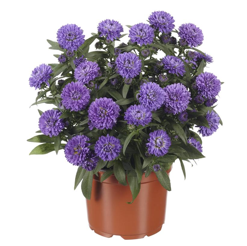 Aster novae-angliae 'Showmaker Blue Bayou'  NEW