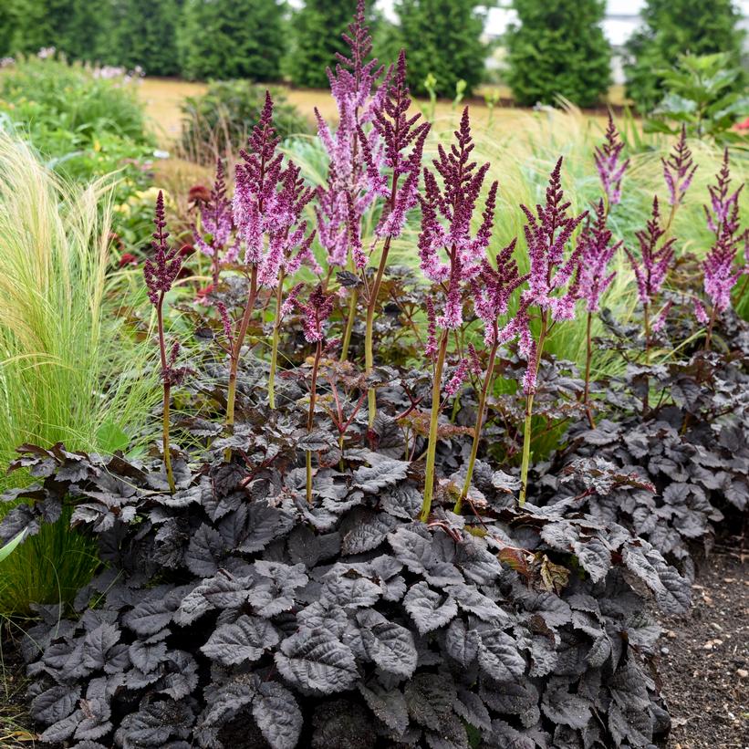 Astilbe x 'Dark Side of the Moon'  NEW