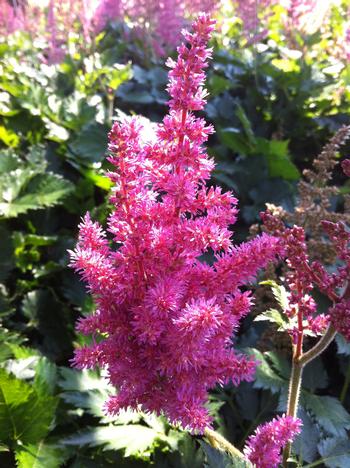 Astilbe 'Little Visions in Pink' 