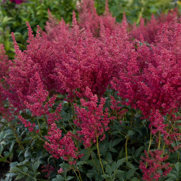 Astilbe japonica 'Montgomery'  