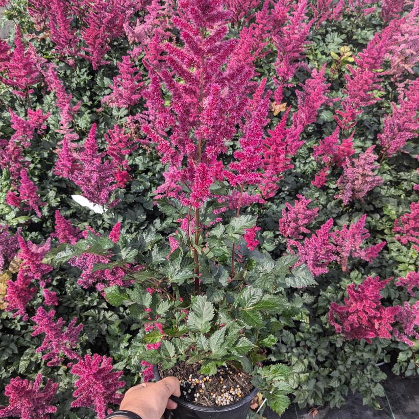 Astilbe chinensis 'Visions Volcano'  NEW