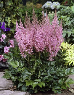 Astilbe 'Visions in Pink'  