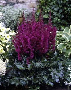 Astilbe 'Visions in Red'   