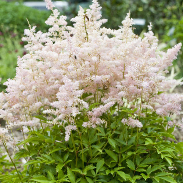 Astilbe 'Younique Silvery Pink'