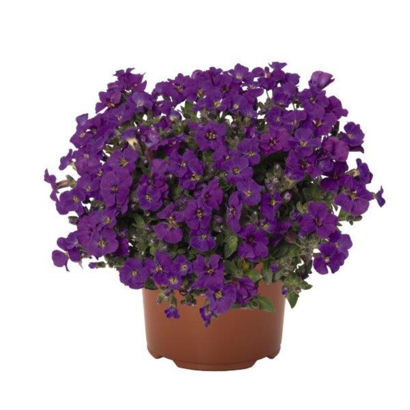 Aubrieta gracilis 'Rock on Purple'  NEW