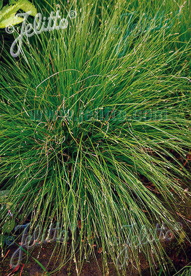 Carex appalachia  