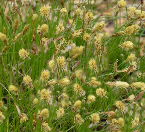 Carex pensylvanica 'Straw Hat'  NEW