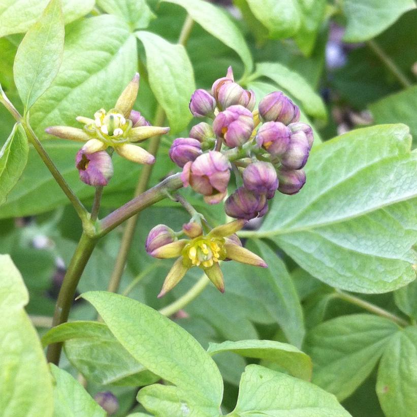 Caulophyllum thalictroides  NEW