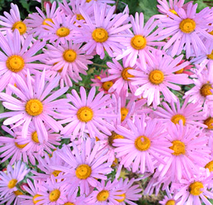 Chrysanthemum x rubellum 'Clara Curtis'  