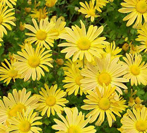 Chrysanthemum x rubellum 'Mary Stoker'  