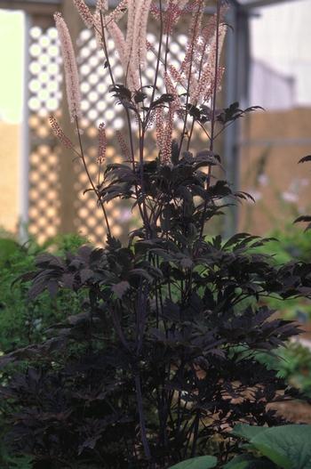 Cimicifuga racemosa 'Hillside Black Beauty'