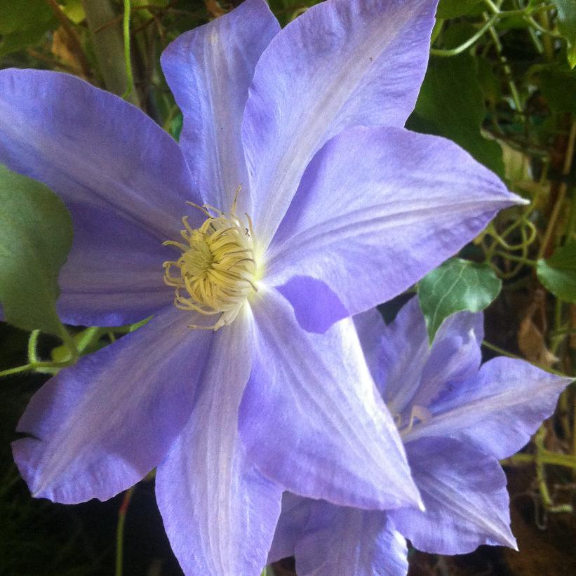 Clematis 'H F Young'     NEW