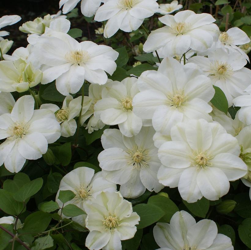 Clematis 'Mary-Claire'  NEW