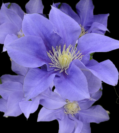 Clematis 'Olympia' 