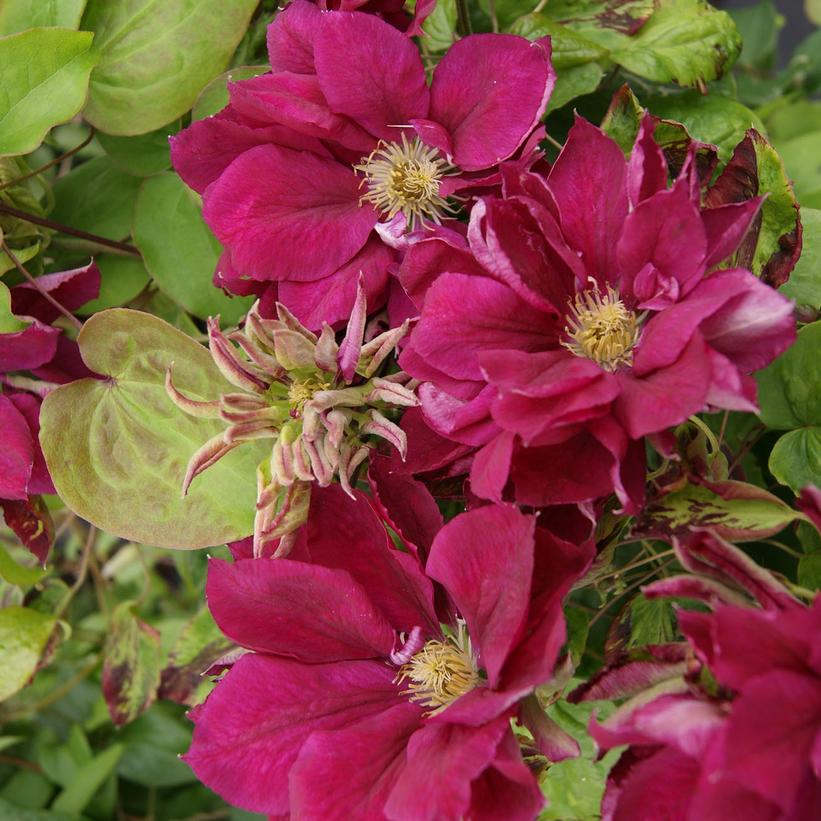 Clematis 'Red Star'    NEW