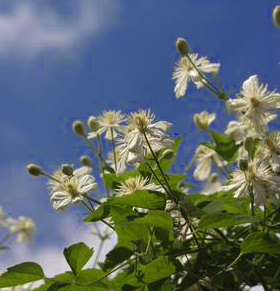 Clematis 'Summer Snow'  (Paul Farges)