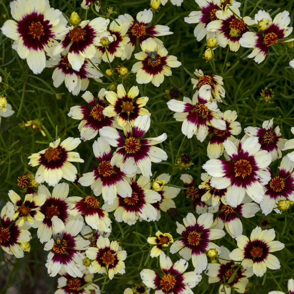 Coreopsis 'Red Hot Vanilla'  NEW