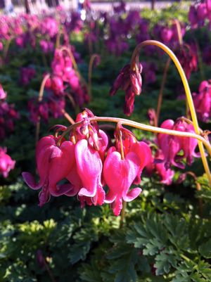 Dicentra formosa 'King of Hearts'