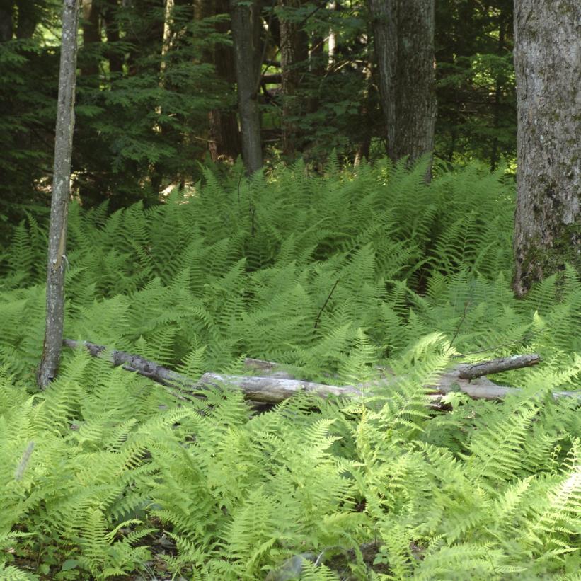 Dennstaedtia punctilobula  NEW