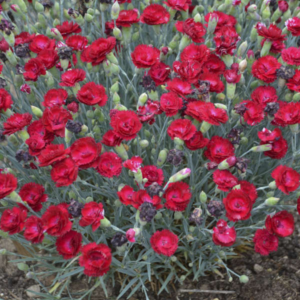 Dianthus 'Electric Red' 