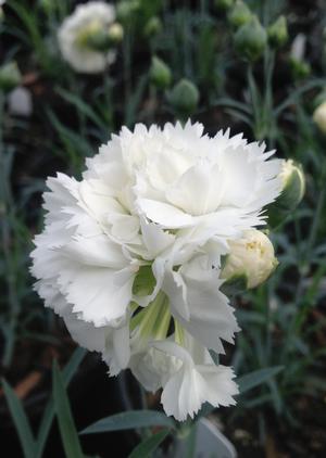 Dianthus 'Frosty'