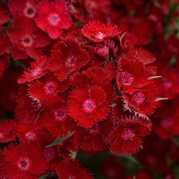 Dianthus x barbatus 'Rockin' Red'  NEW