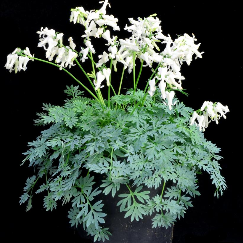 Dicentra x Amore Titanium'  NEW