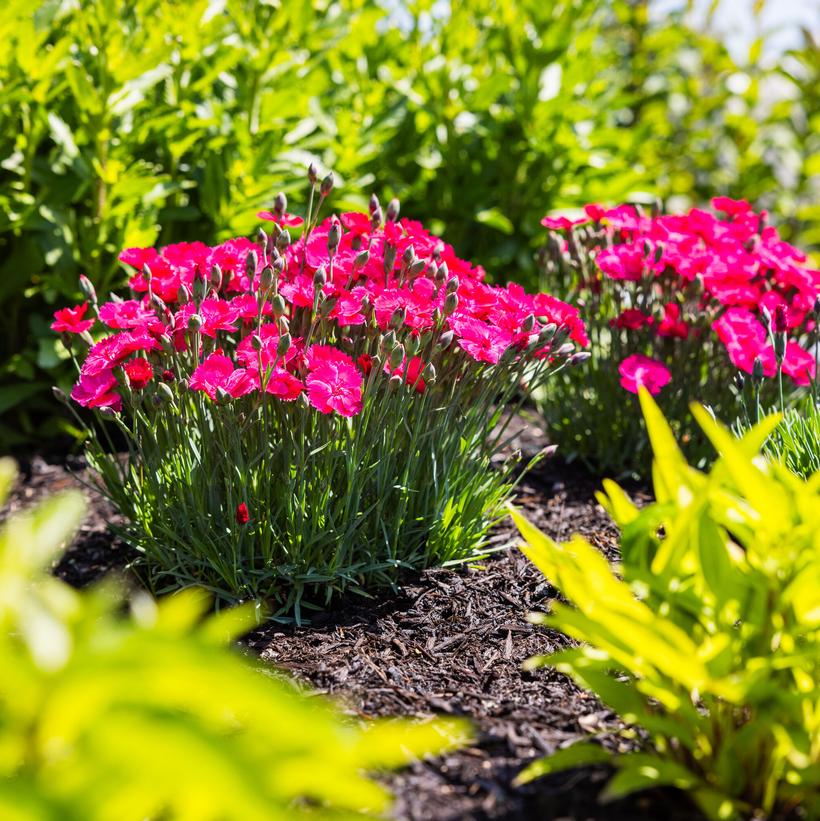 Dianthus gratianopolitanus 'Glamour Time'  NEW