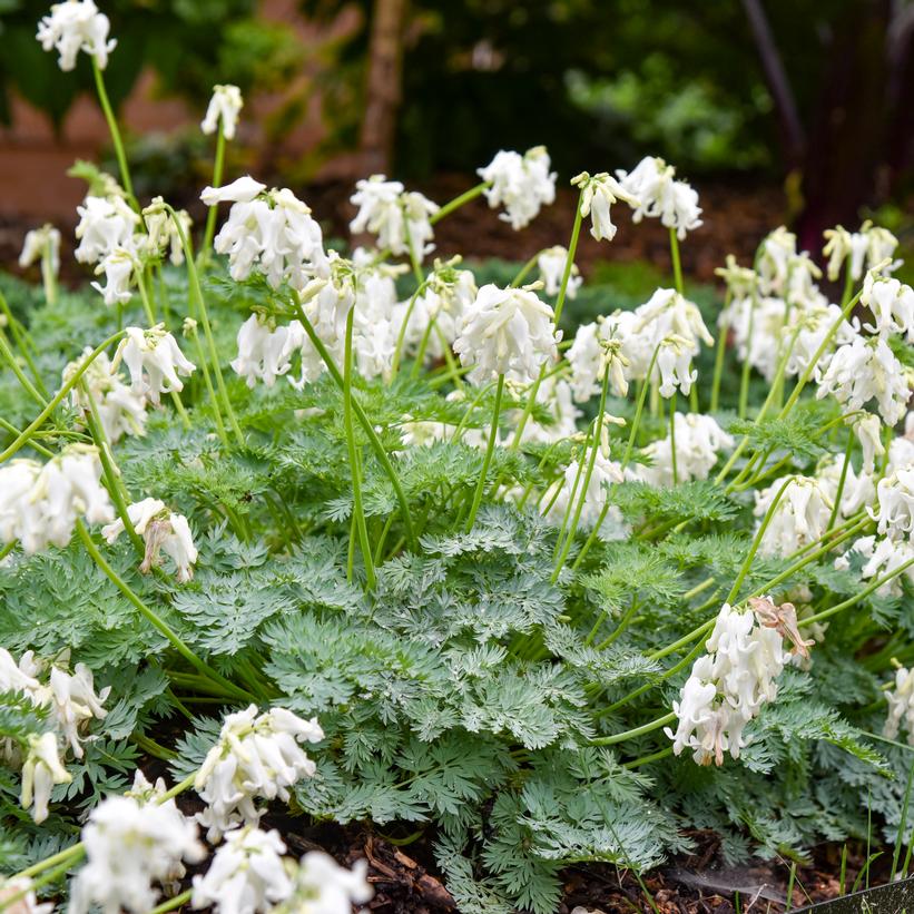 Dicentra x 'White Diamonds'   NEW