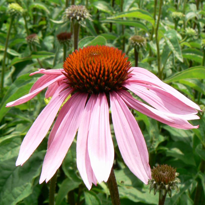 Echinacea purpurea 'Magnus'   