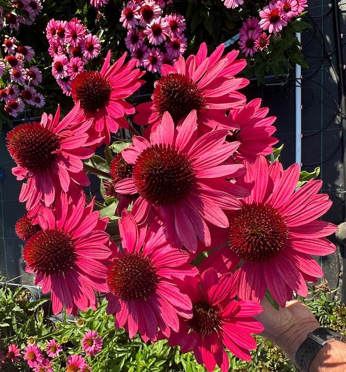 Echinacea purpurea 'Meditation Red'  NEW