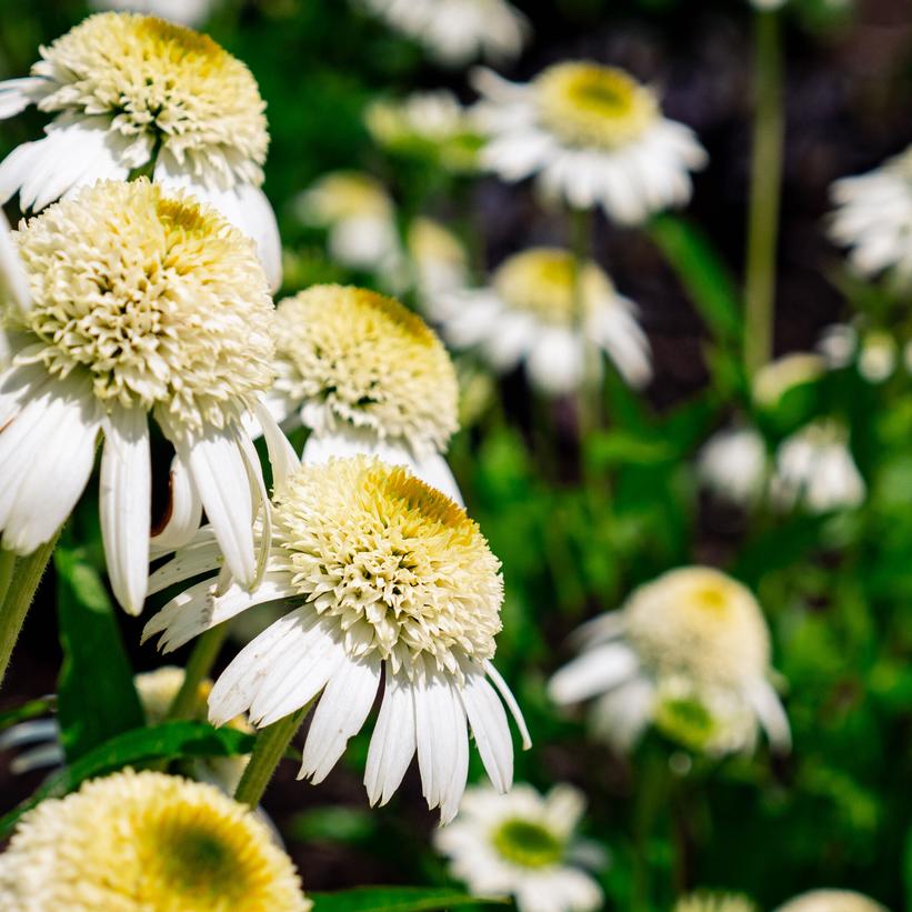 Echinacea purpurea 'Vanilla Drip'  NEW