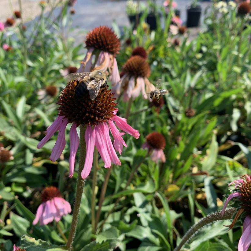 Echinacea angustifolia  NEW