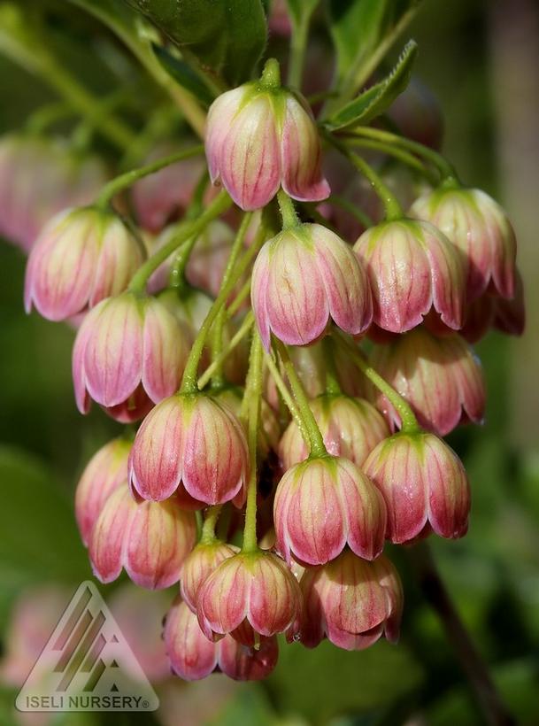 Enkianthus campanulatus 'Jan Iseli Pink'  NEW