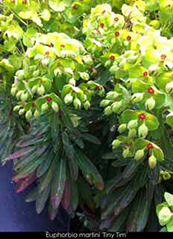 Euphorbia x martinii 'Tiny Tim'