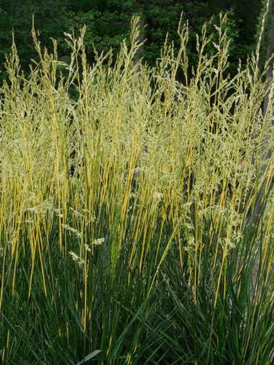 Festuca arundinacea 'Glow Sticks'  NEW