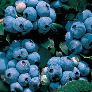 Blueberry - Blueray 